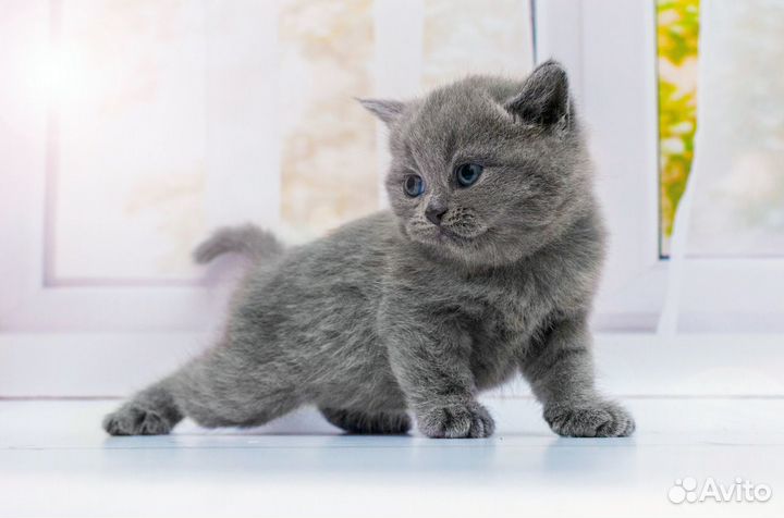 Британский котенок Ричард 1,5 мес