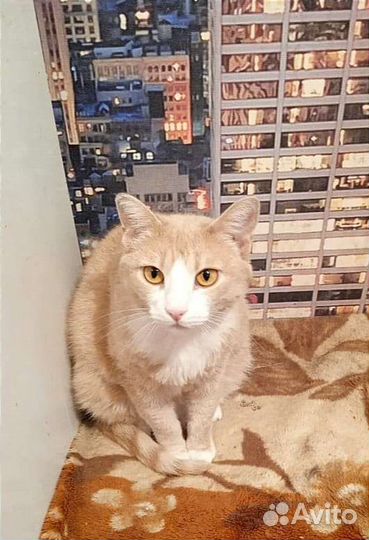 Кошечка Поля ищет дом