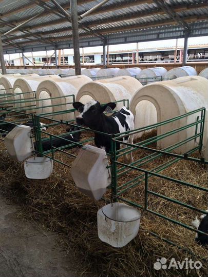 Бычки и тёлочки