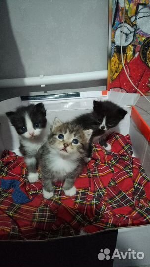 Котята, отдам в добрые руки