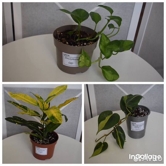 Комнатные растения цветы