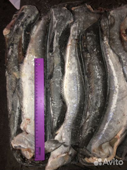 Тухлую не продаем Свежайшая рыба для бизнеса