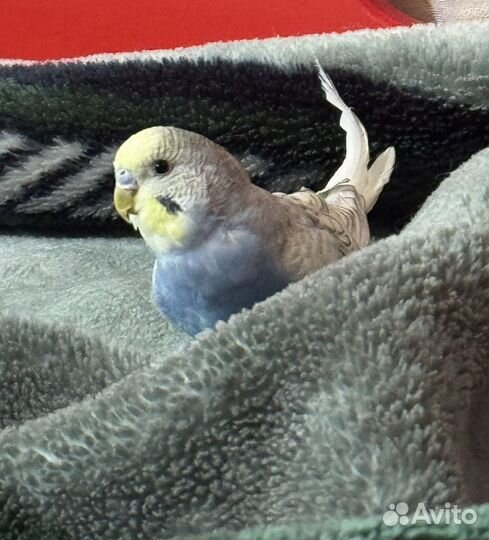 Птенец (самец) волнистого попугая с приданным
