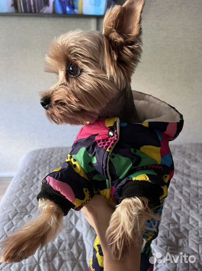 Йоркширский терьер(Вязка)