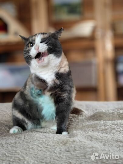 Кошечка трехцветочка трехлапочка бри