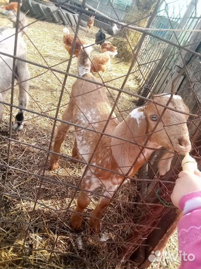 Козлик битал