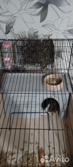 Морская свинка с клеткой