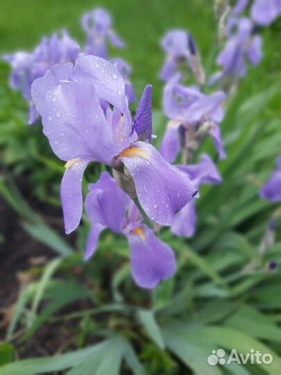 Ирис (3 сорта)