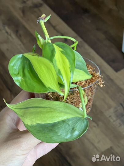 Philodendron scandens Brasil