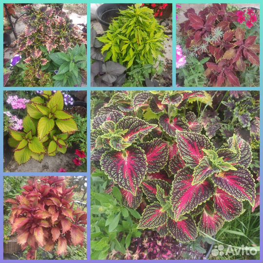 Колеусы. срезы