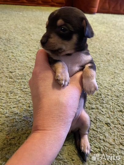 Той-терьер щенки