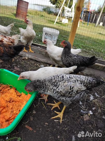 Молодые петушки