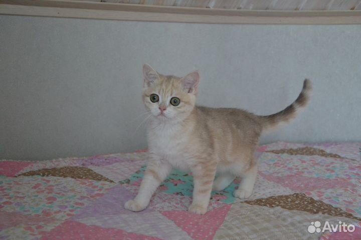 Зеленоглазый красавец