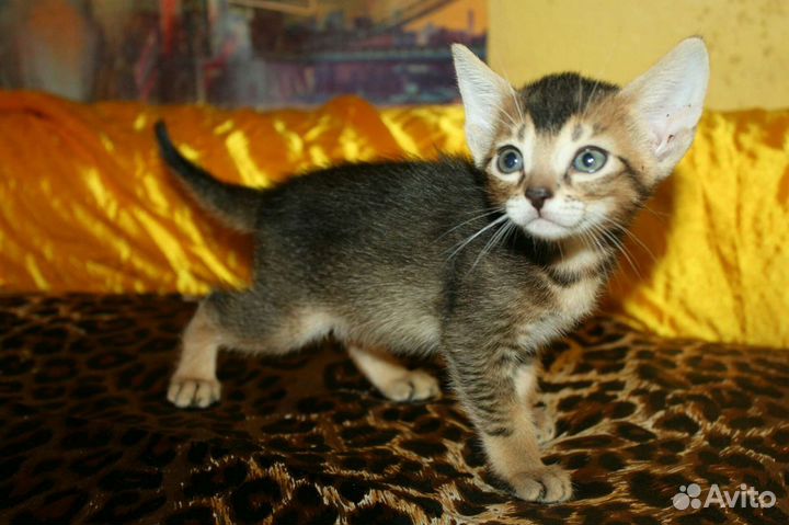 Абиссинский кот + бенгалка, ориенталка