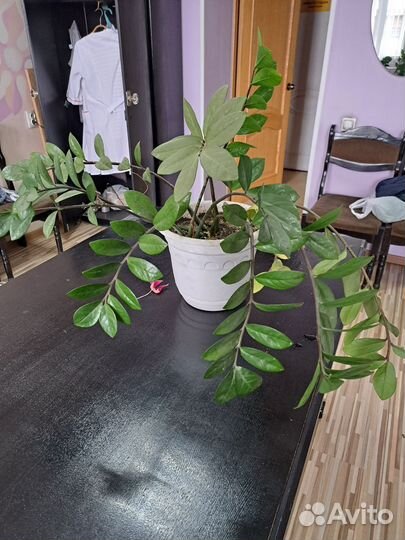 Комнатные растения цветы