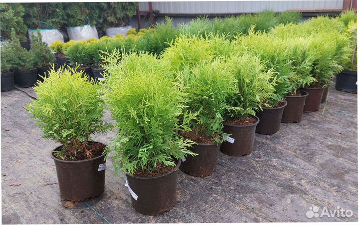 Сосна Ель голубая Кедр Пихта Кедр Туя Можжевельник