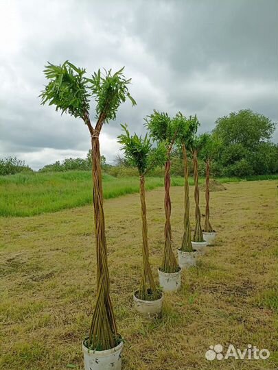 Американка гигантская