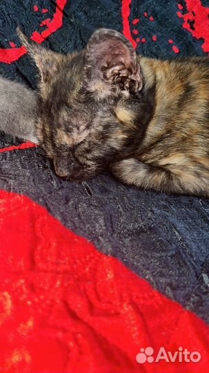 Кошечка в добрые руки