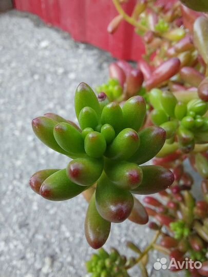 Очиток седум