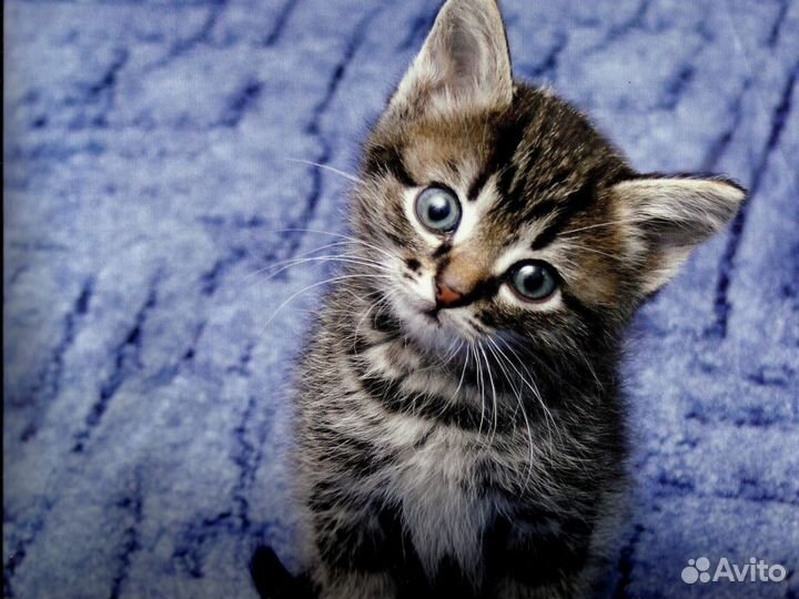 Котята 1,5 мес