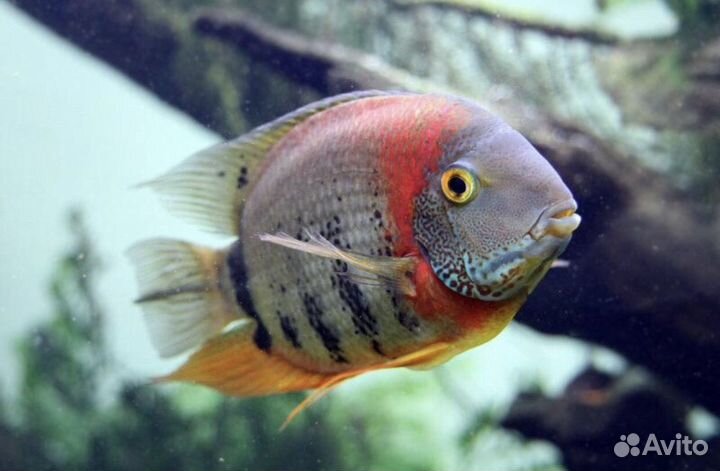 Цихлазома северум красноплечий