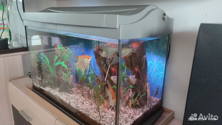 Аквариум Tetra - 60 литров