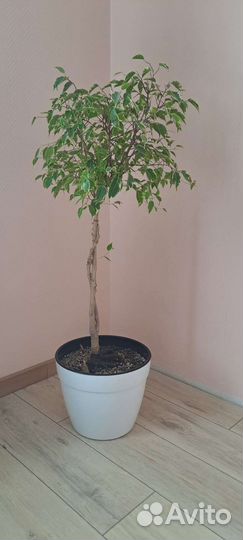 Фикус бенджамина большой