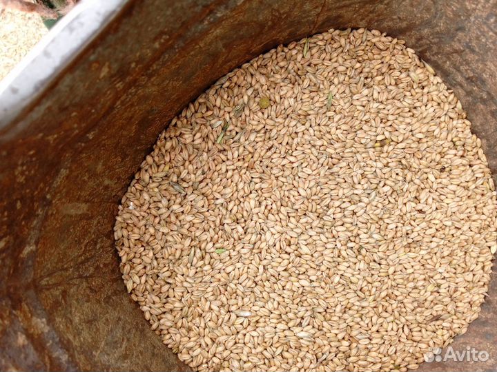 Зерно пшеница мягкая