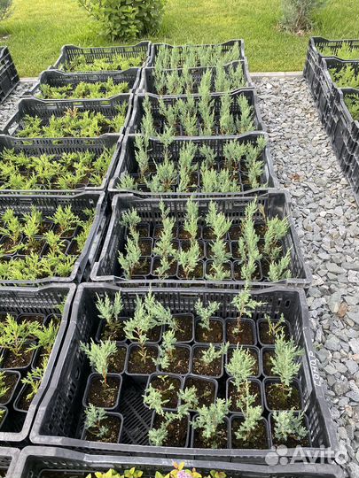 Можжевельник Blue Arrow в Тюмени