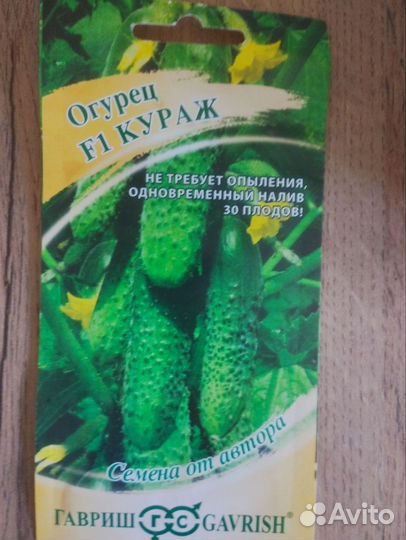 Рассада огурцов