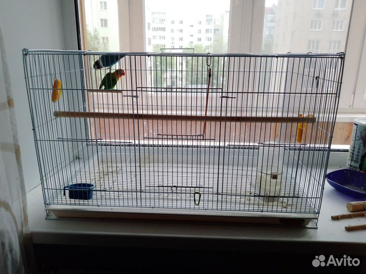 Попугай неразлучники с клеткой