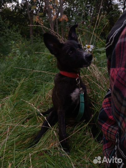 Красивый щеночек-девочка ищет дом