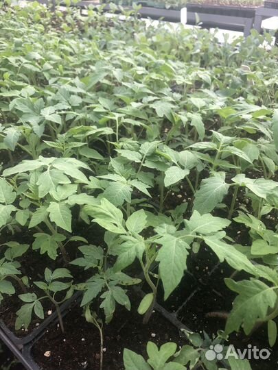 Рассада овощей