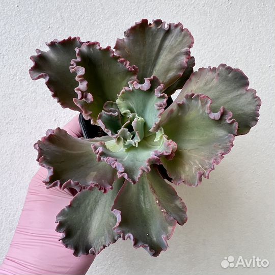 Суккуленты/ Эчеверии