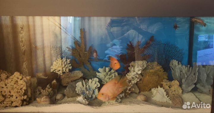 Аквариум
