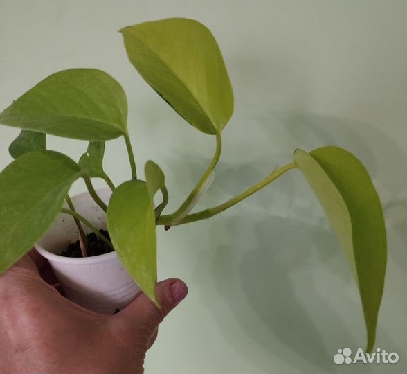 Эпипремнум/сциндапсус неон/голден потос