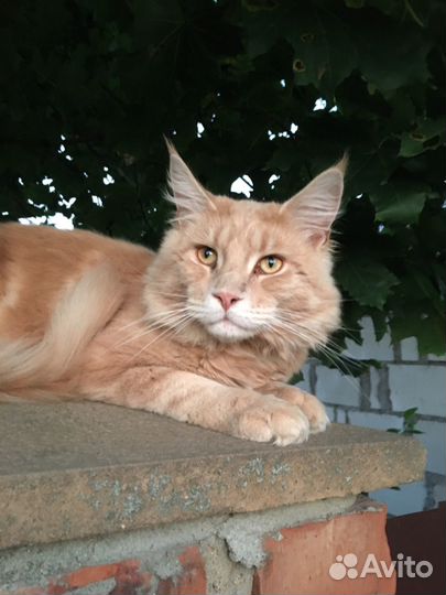 Мейн-кун вязка