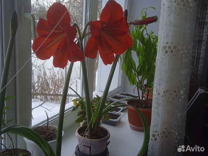 Комнатные цветы