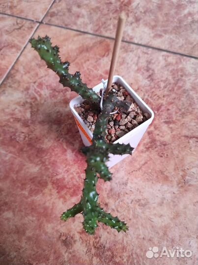 Caralluma hesperidum, edithcolea grandis