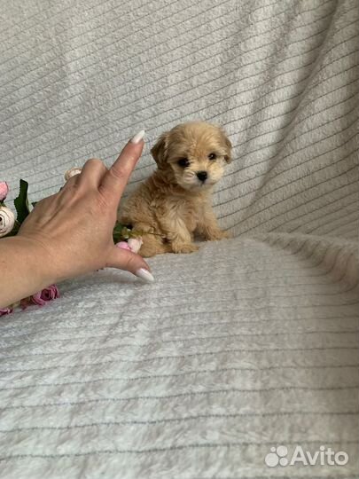 Мальтипу f1 щенки- мини в Москве