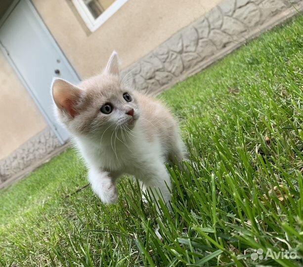 Кошка в дар