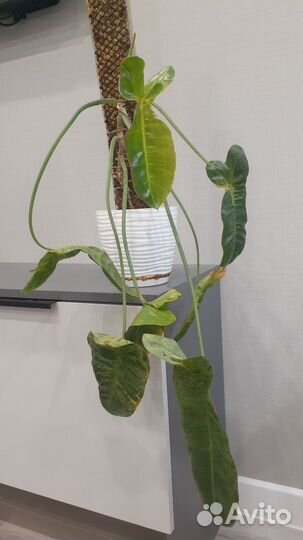Филодендрон параисо верде мраморный