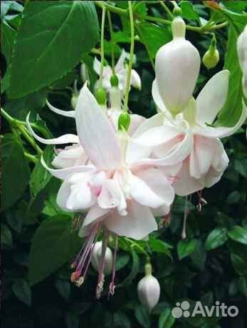 Пеларгония,Фуксия из коллекции, подробно в тексте