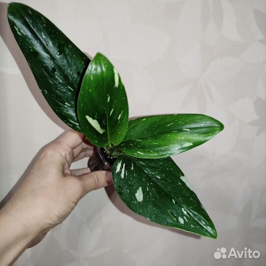 Монстера стадлеяна жёлтая и белая