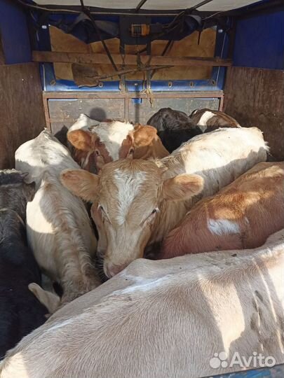 Бычки на откорм