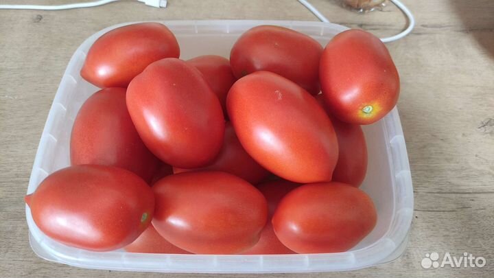 Помидор
