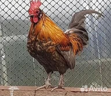 Бентамки. Карликовые куры. Петушки
