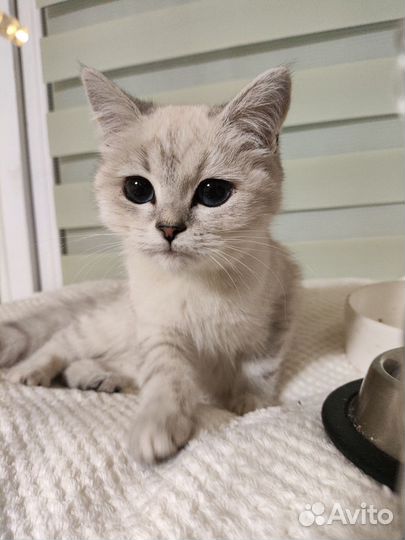 Кошки в добрые руки бесплатно