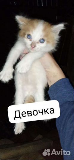 Отдам котят в хорошие руки