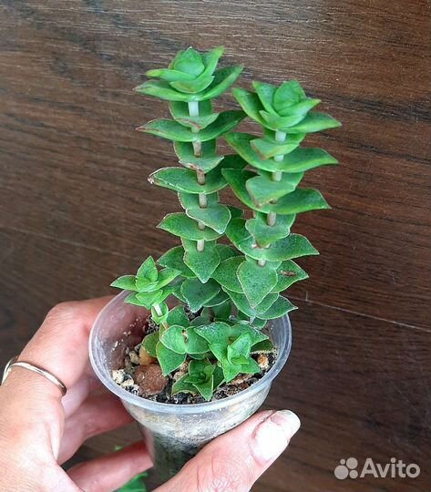 Крассула перфората crassula perforata